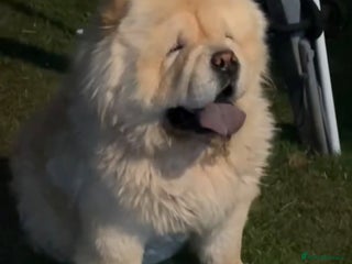 Chow Chow dogs DWKC registered chow chow - Advert 1