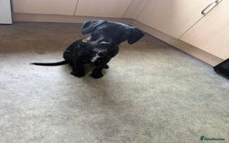 Patterdale Terrier dogs for sale: Male Patterdale Terrier  - Advert 1