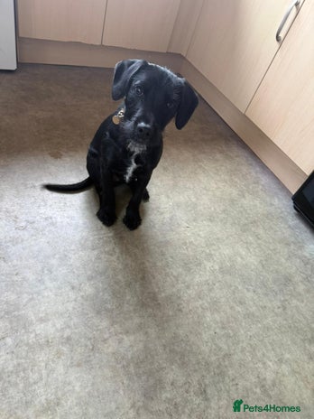 Patterdale Terrier dogs Male Patterdale Terrier - Advert 1