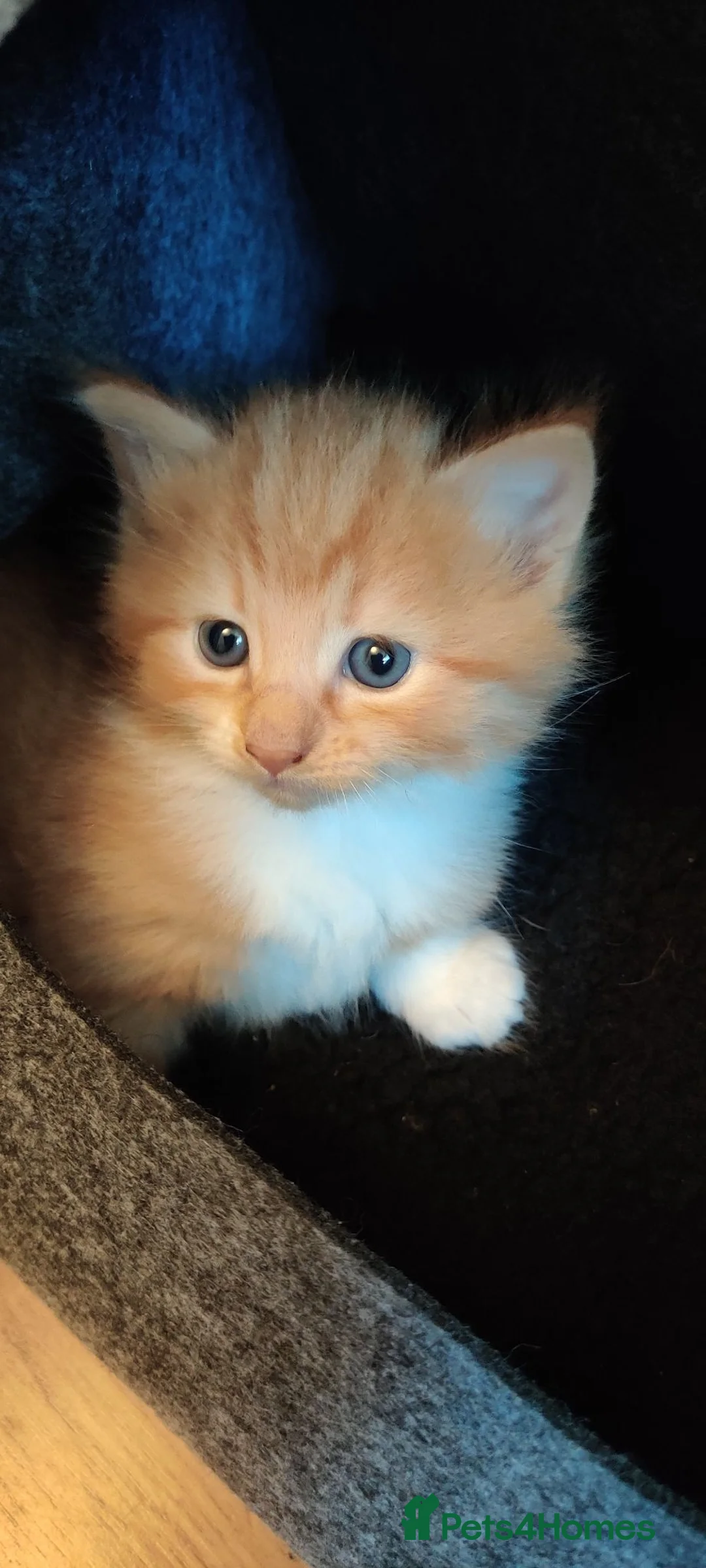 Mixed Breed cats for sale: Four beautiful kittens  - Advert 1