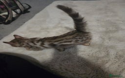 Bengal cats for sale:  1 stunning male bengal kitten (reduced price) - Image 17