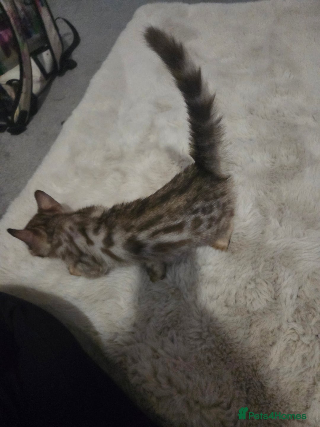 Bengal cats for sale:  1 stunning male bengal kitten (reduced price) - Image 17