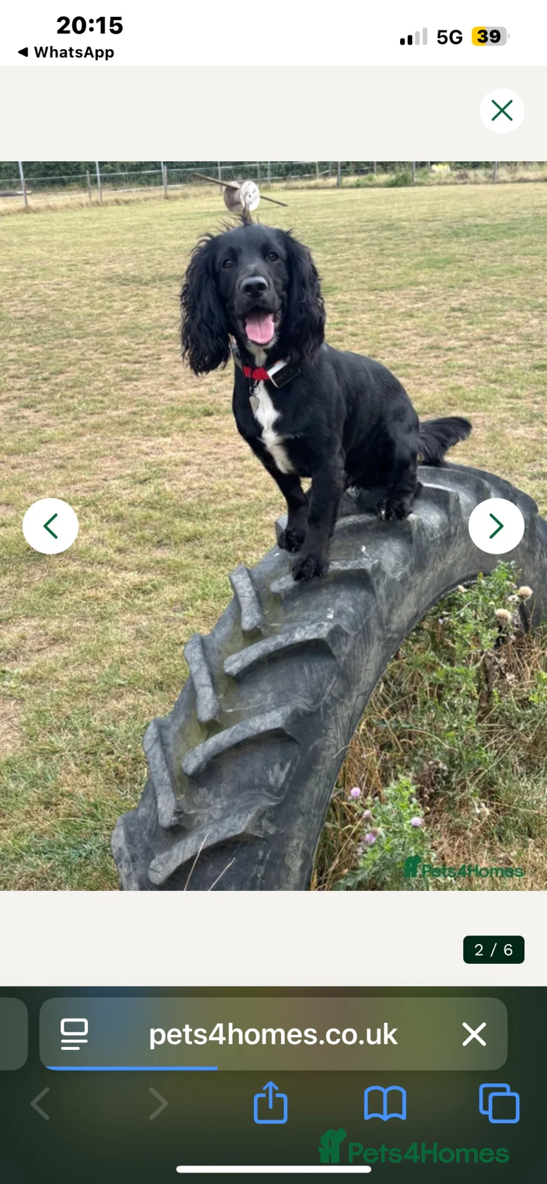 Cocker Spaniel dogs for sale: 🐾 Beautiful Cocker Spaniel Puppies 🐾 in Bradford - Advert 13