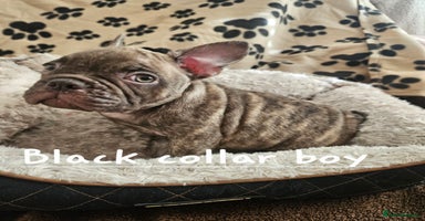 French Bulldog dogs - Advert 12