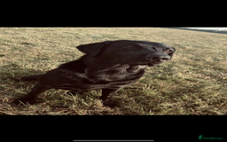 Labrador Retriever dogs for stud: PROVEN Black working lab STUD - Image 3