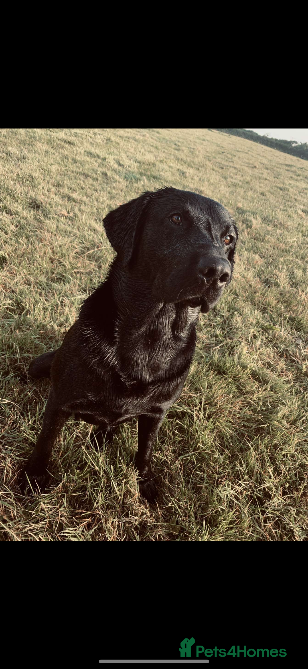 Labrador Retriever dogs for stud: PROVEN Black working lab STUD - Image 3