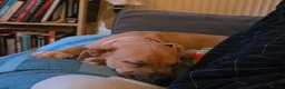 Staffordshire Bull Terrier dogs for sale: Waffles, Staffy puppy - please read  in Nottingham - Advert 8