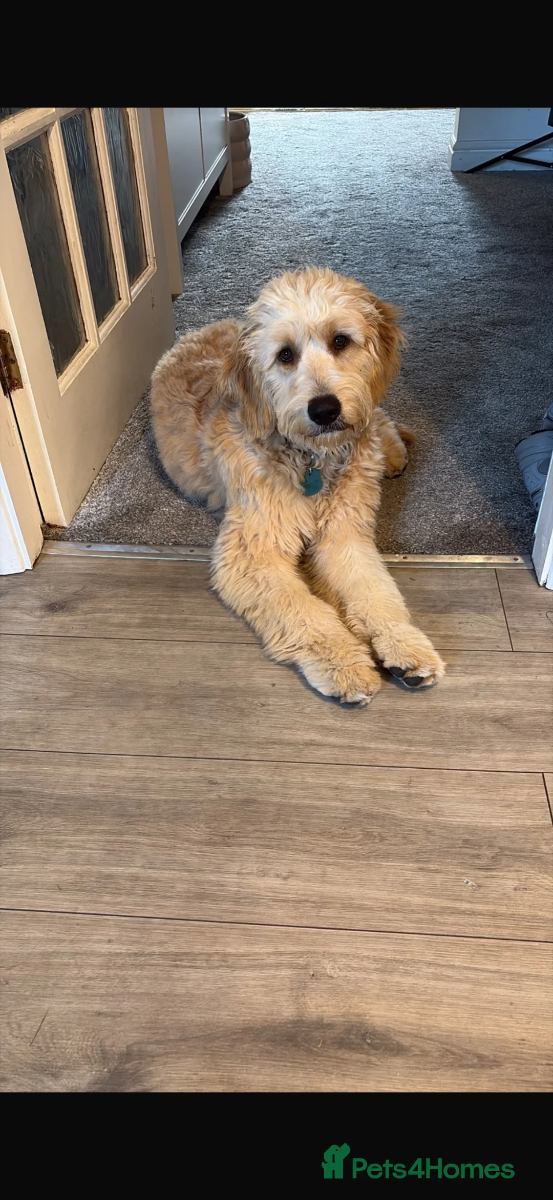 Mixed Breed dogs for sale: Australian Goldendoodle  in Huddersfield - Advert 5