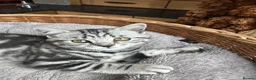 British Shorthair cats for sale: British Shorthair Silver Tabby & Chocolate Tabby - Advert 27