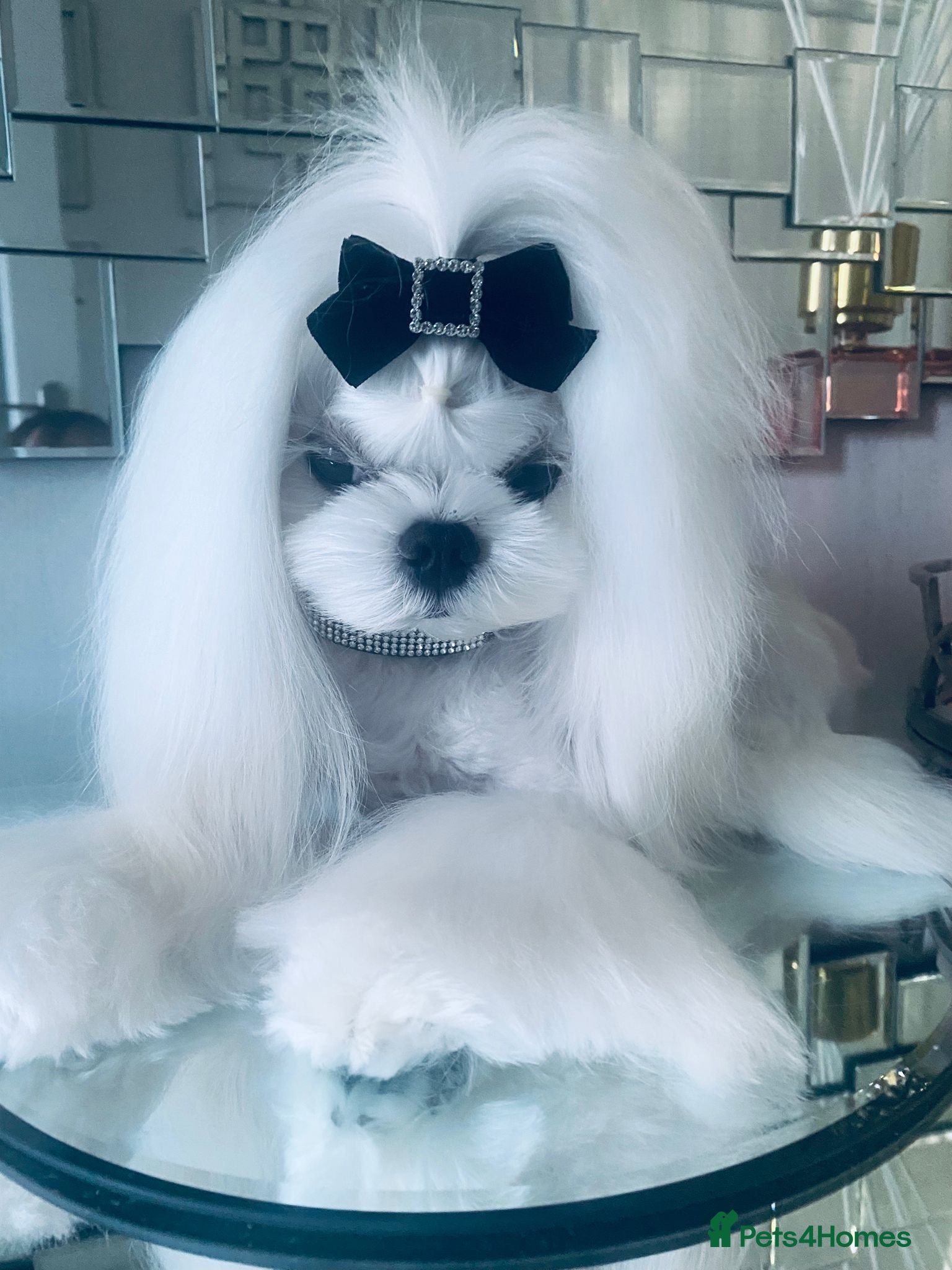 Maltese dogs 🖤KC DNA health tested Tiny Korean Maltese boy🖤  - Advert 11