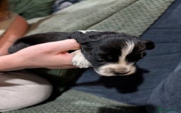 Mixed Breed dogs for sale: 3 cocker spaniel - sprollie pups - Image 1