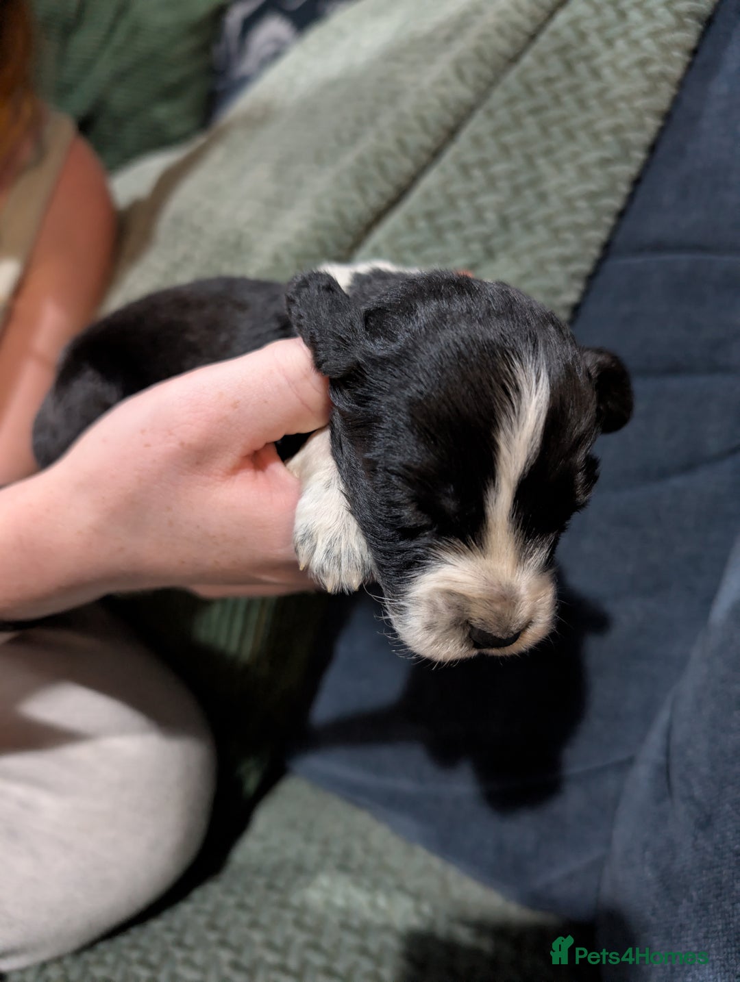 Mixed Breed dogs for sale: 3 cocker spaniel - sprollie pups - Image 1