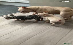 French Bulldog dogs for sale: 2 lovely French bulldog boys for sale  - Image 17