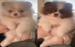 Pomeranian dogs for sale: Stunning Teddy Bear Pomeranians  - Image 1