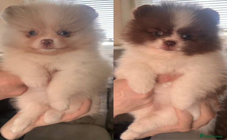 Pomeranian dogs - Advert 1