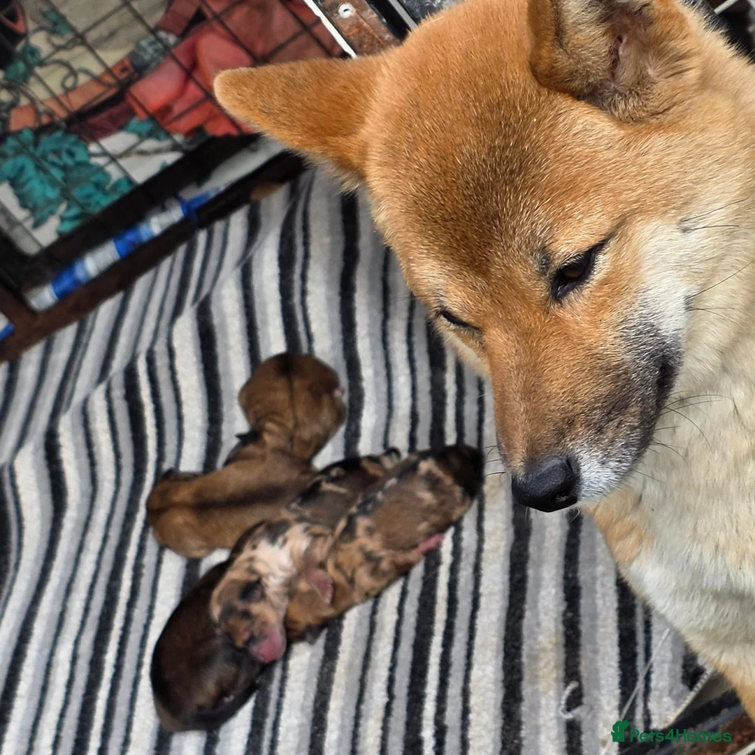 Mixed Breed dogs for sale: Outstanding Shibapoos 3 left  - Advert 1