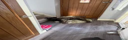 Cane Corso dogs for sale: Cane corso x with presa  - Advert 3