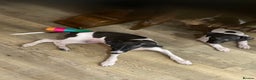 Italian Greyhound dogs for sale: Kc reg Italian Greyhound puppies  - Advert 5