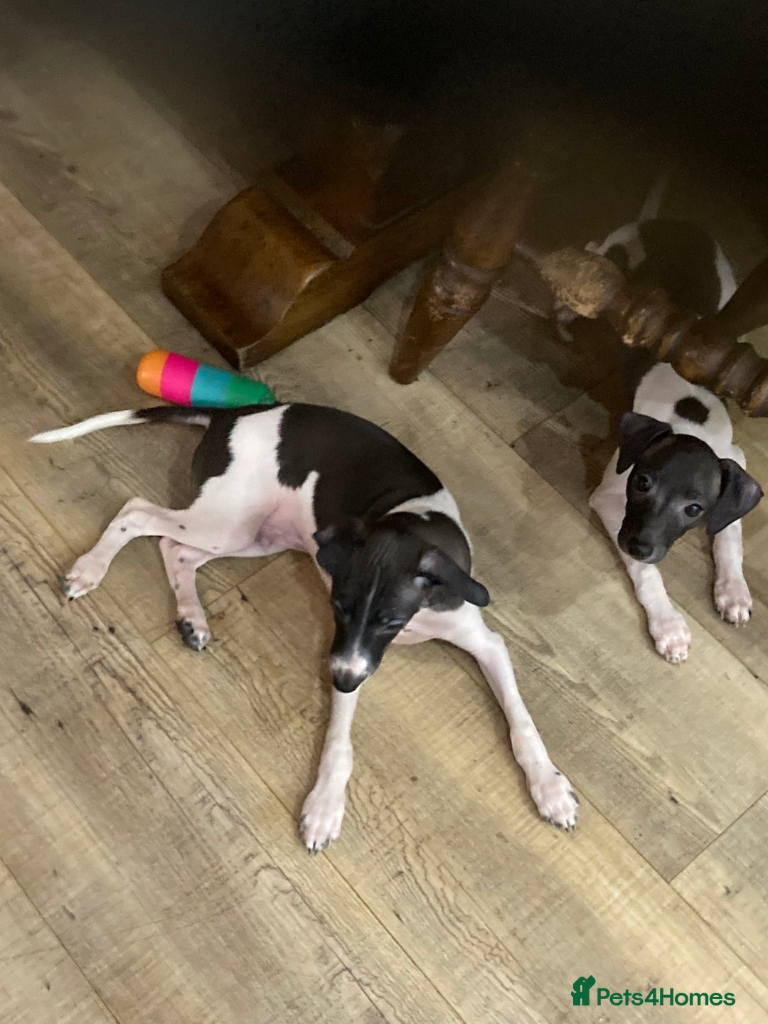 Italian Greyhound dogs for sale: Kc reg Italian Greyhound puppies  - Advert 5