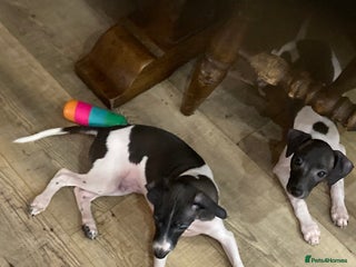 Italian Greyhound dogs - Advert 31