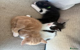 Mixed Breed cats for sale: Kittens available  - Image 1