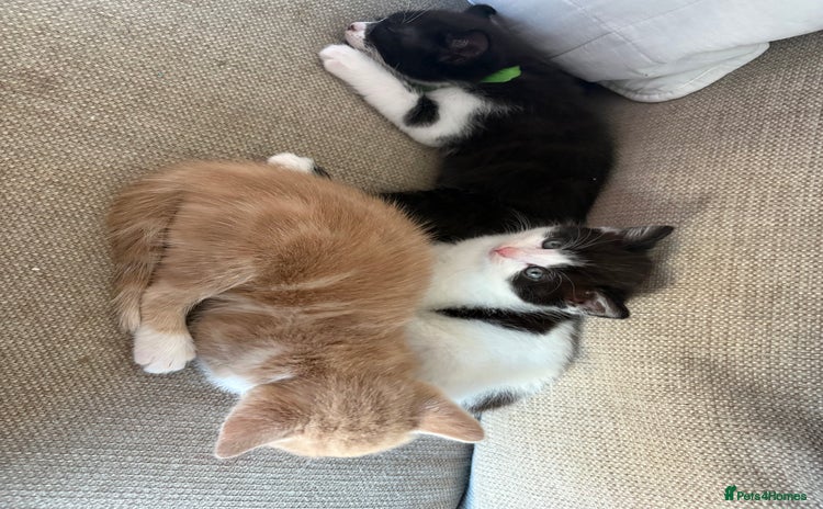 Mixed Breed cats - Advert 4