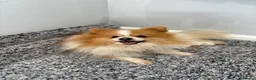 Pomeranian dogs for sale: 🐾 KC Registered Pomeranian Puppies 🐾 - Advert 2