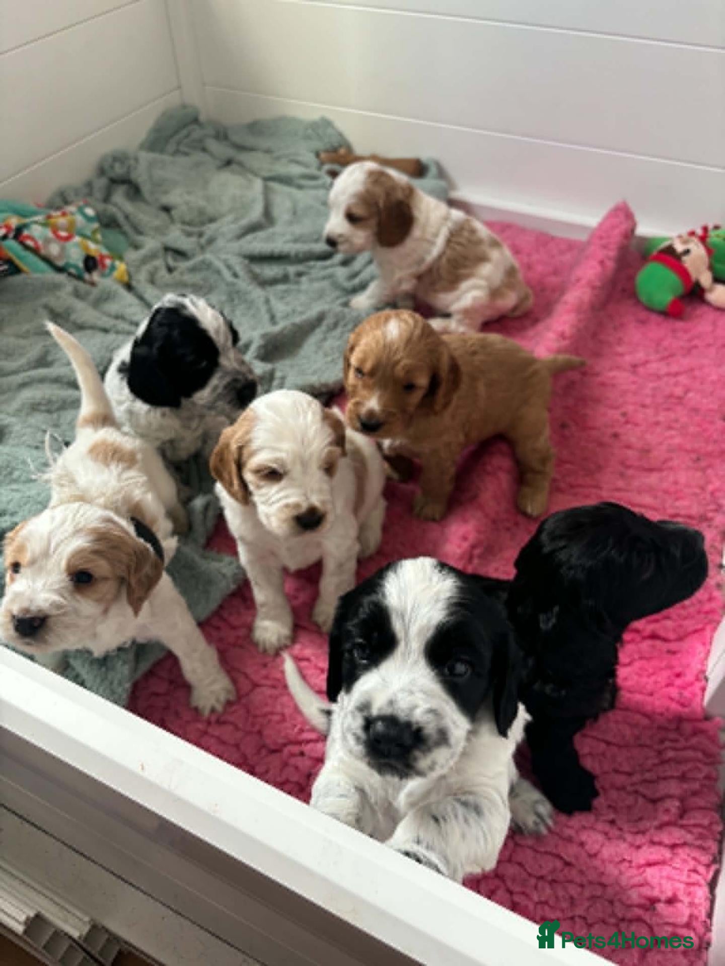 Cockapoo dogs Beautiful Cockerpoo Puppies.  - Advert 3