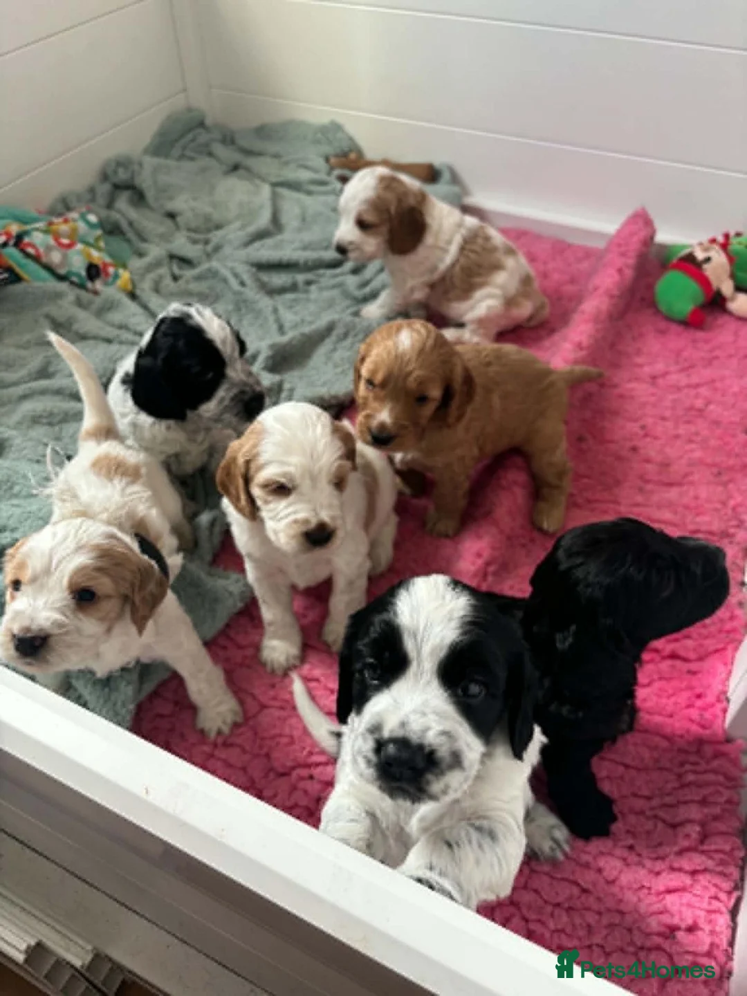 Cockapoo dogs for sale: Beautiful Cockerpoo Puppies.  - Advert 1