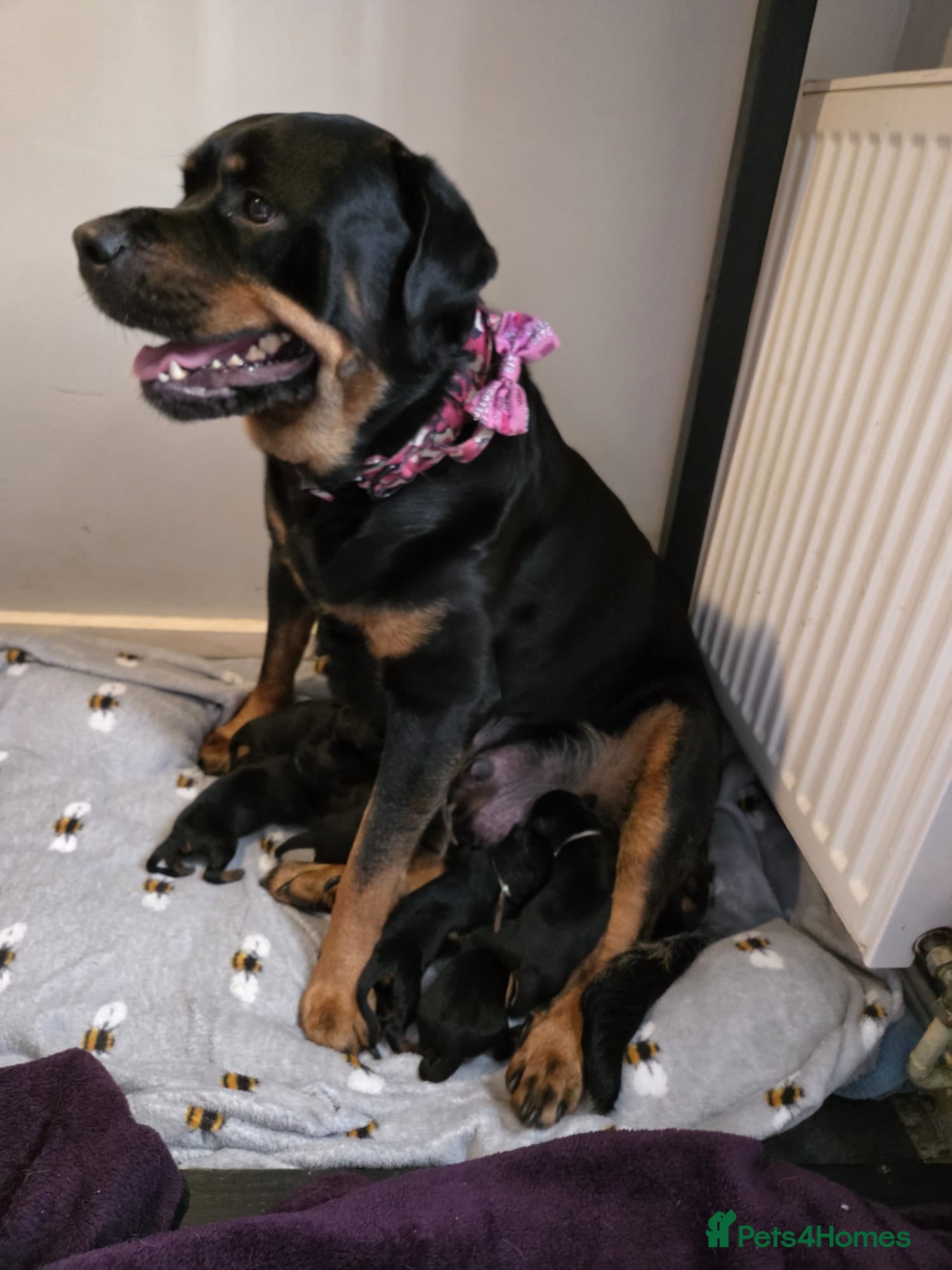 Rottweiler dogs for sale: Beautiful rottweiler puppies  - Advert 10