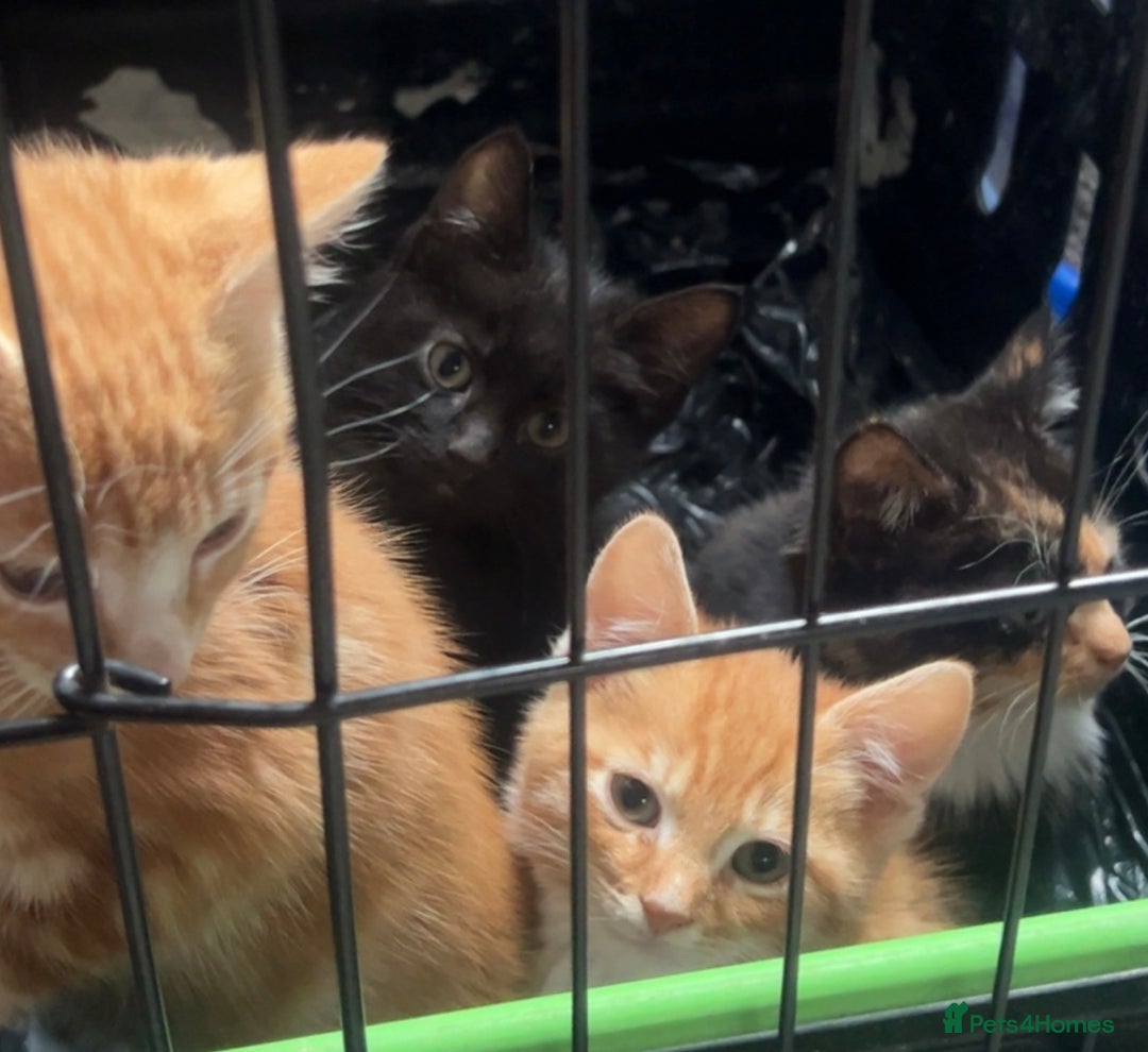 Mixed Breed cats for sale: ginger and black kittens - Advert 3