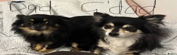 Chihuahua dogs for sale: Lovely long haired Chihuahua  - Advert 15