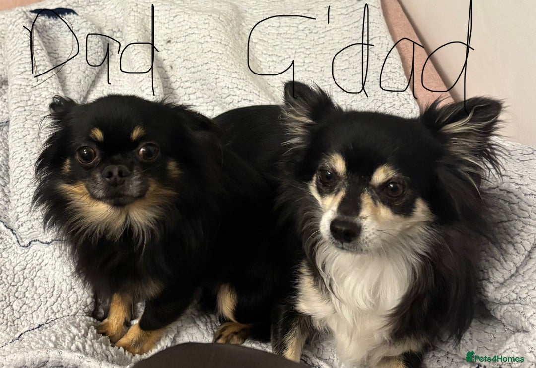 Chihuahua dogs for sale: Lovely long haired Chihuahua  - Advert 15