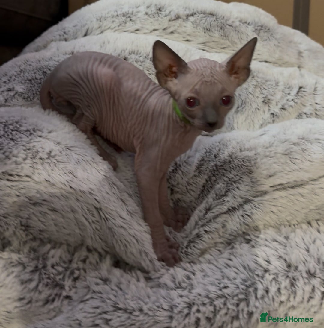 Sphynx cats for sale: Sphinx kittens for sale. Born 06/10/2025 - Image 7