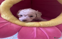Cavapoo dogs for sale: Miniature poodle x cavapoo  - Image 6