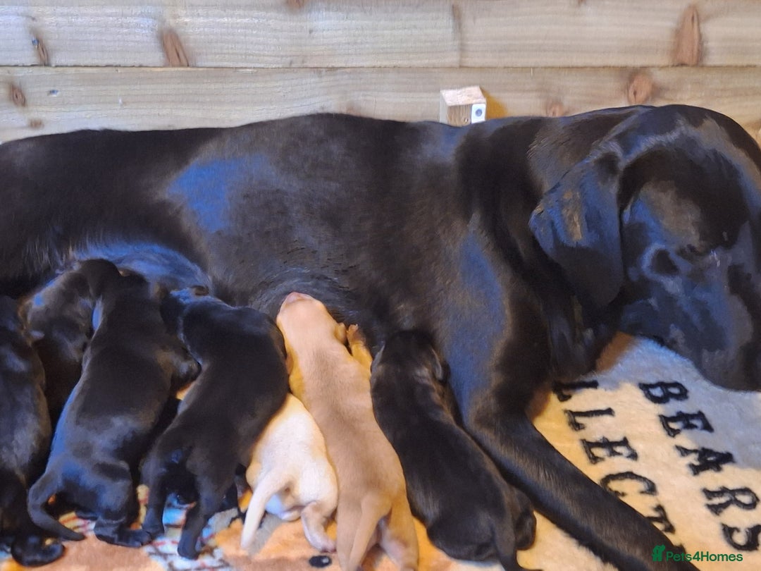 Labrador Retriever dogs for sale: Labrador Pups from Health Tested Parents. - Image 2