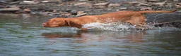 Hungarian Vizsla dogs for sale: Exceptional Pedigree Hungarian Vizsla Puppies - Advert 4