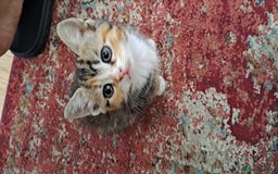Scottish Fold cats for sale: Beautiful kittens ready for forever loving homes  - Image 8