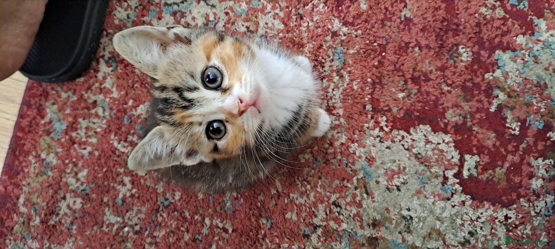 Scottish Fold cats for sale: Beautiful kittens ready for forever loving homes  - Image 8