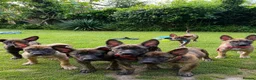 Belgian Shepherd Dog dogs for sale: Dutch Shepherd Puppies - Advert 2