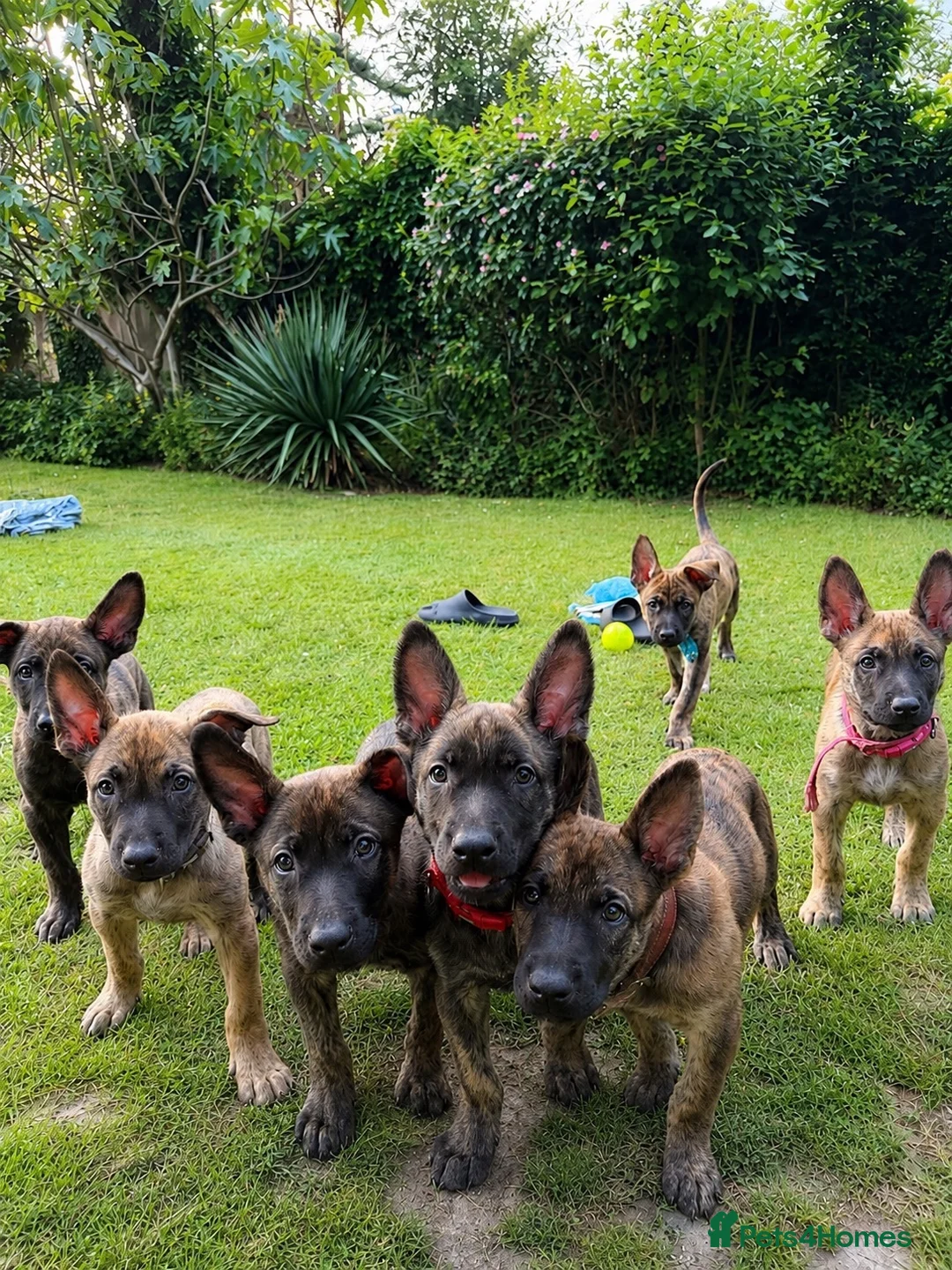 Belgian Shepherd Dog dogs for sale: Dutch Shepherd Puppies - Advert 2
