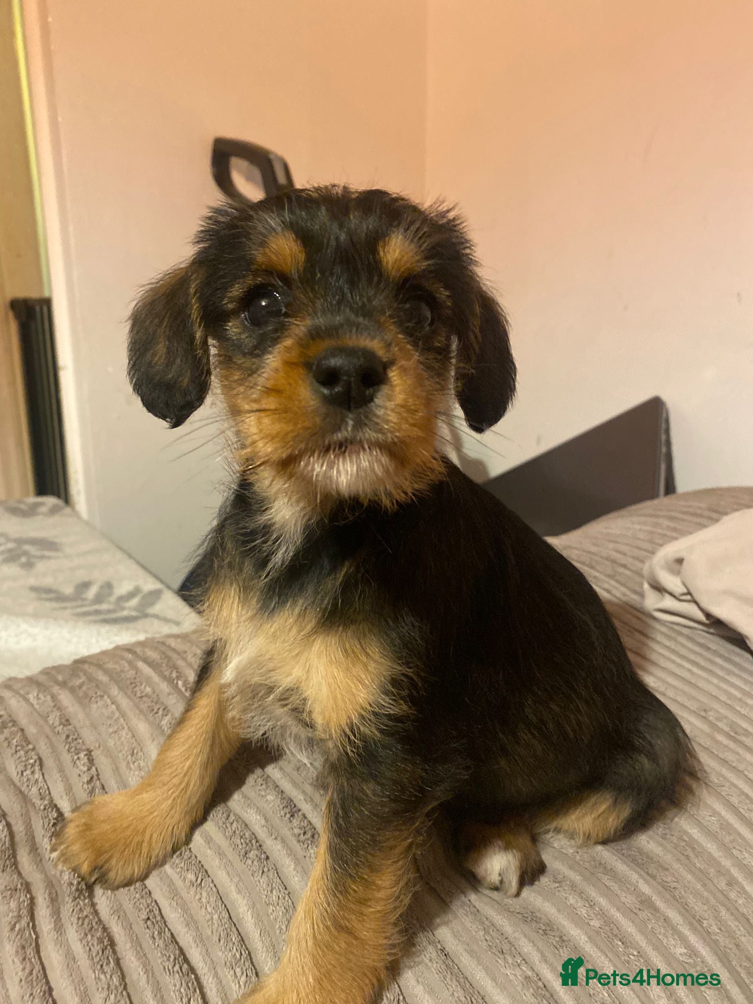 Mixed Breed dogs Three Miniature Schnoodle Puppies  - Advert 8