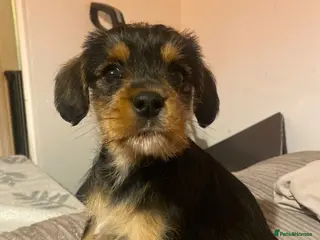 Mixed Breed dogs Three Miniature Schnoodle Puppies - Advert 8