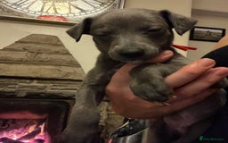 Whippet dogs for sale: Stunning Blue Whippet, white flecks  - Image 16