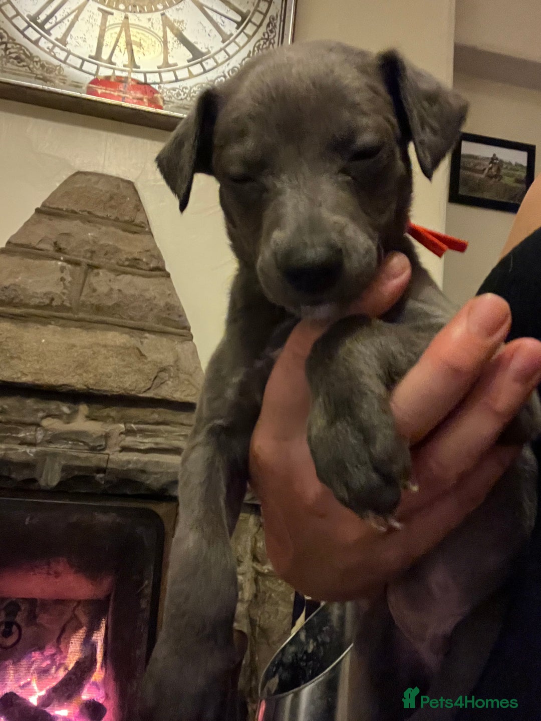 Whippet dogs for sale: Stunning Blue Whippet, white flecks  - Image 16