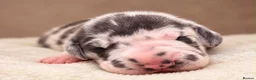 Great Dane dogs for sale: 🐾KC REGISTERED GREAT DANE PUPPIES — NORTHAMPTON🐾 - Advert 8