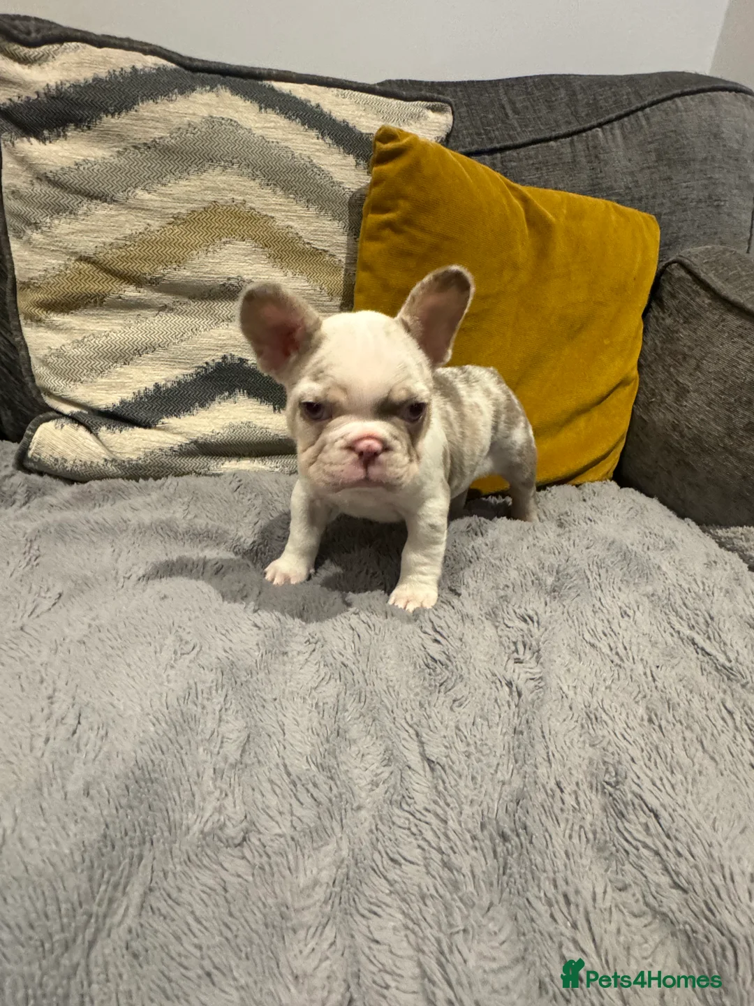 French Bulldog dogs for sale: High quality French bulldogs puppies  - Advert 17
