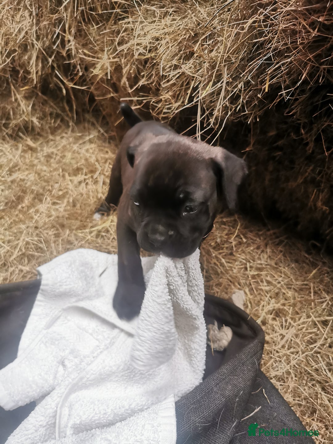 Boxer dogs for sale: Boxer - Image 3
