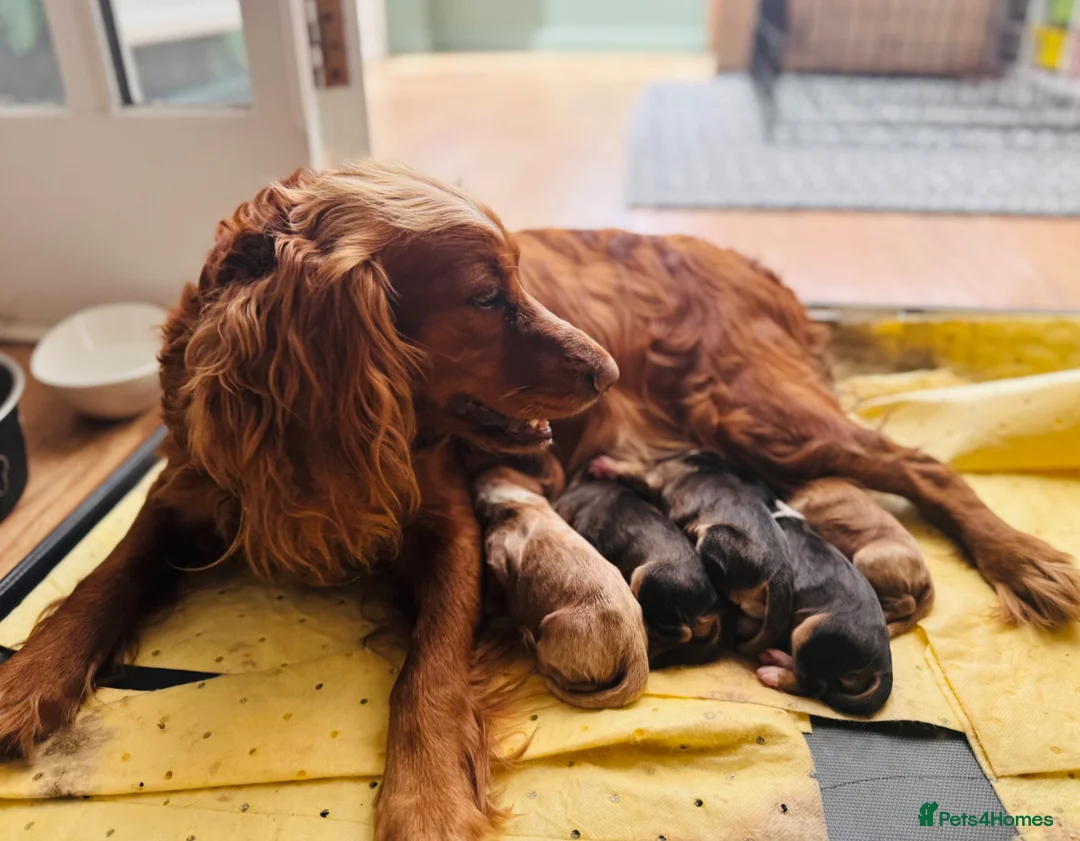 Cocker Spaniel dogs for sale: Cocker Spaniel puppies  in Widnes - Advert 2