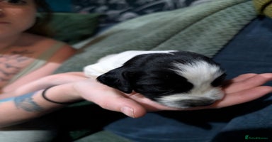 Mixed Breed dogs - Advert 6